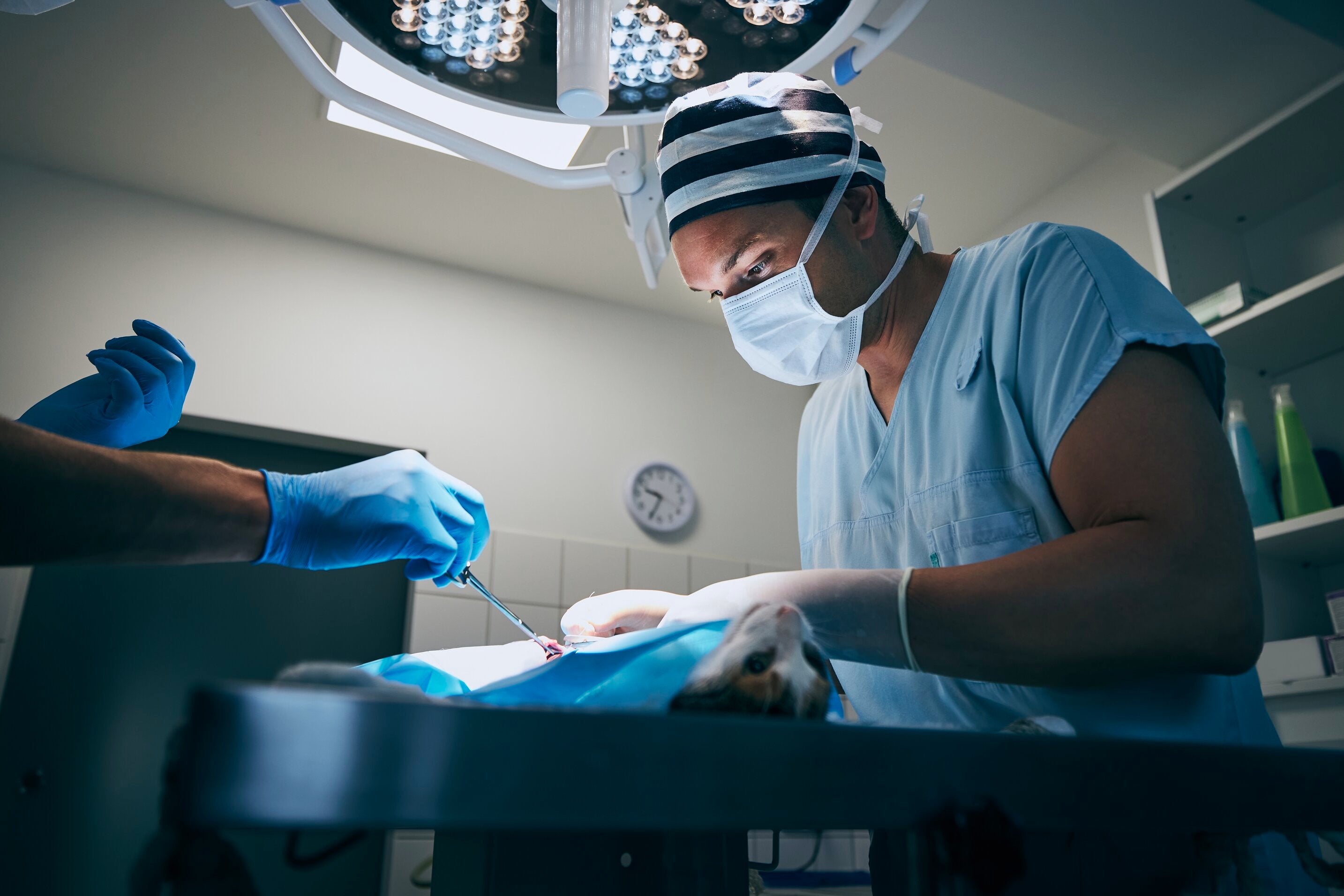 vet surgery light