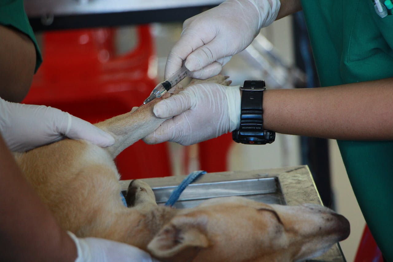 vet