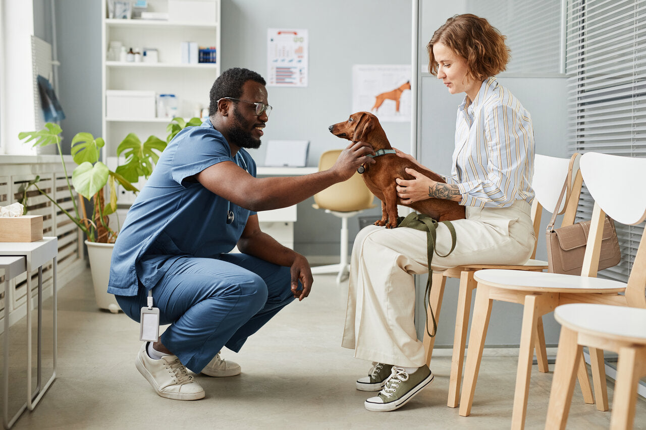 Enhancing Veterinary Care with Ergonomic Saddle Stools | ProNorth Medical